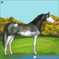 Horse Color:Liver Chestnut Splash Varnish Rabicano 
