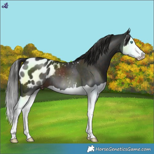 Horse Color:Liver Chestnut Splash Blanket 