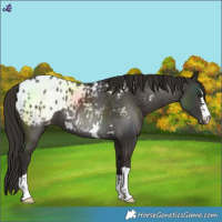 Horse Color:Liver Chestnut Blanket 