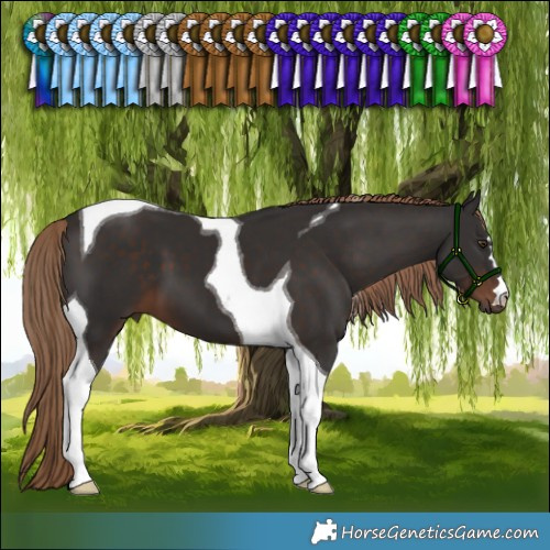 Horse Color:Liver Chestnut Tobiano 