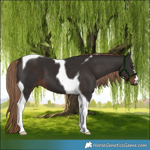 Horse Color:Liver Chestnut Tobiano 