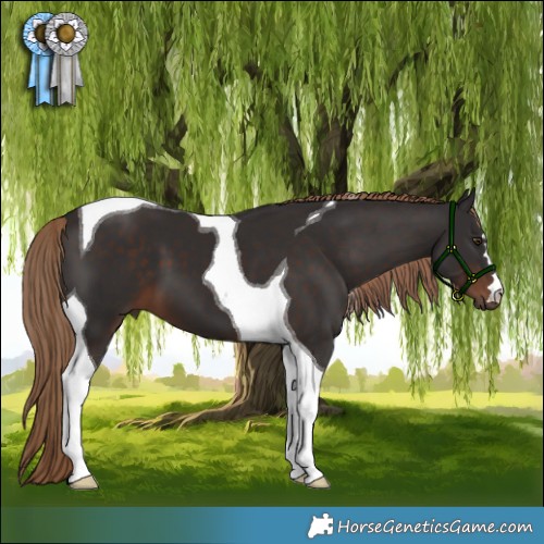 Horse Color:Liver Chestnut Tobiano 