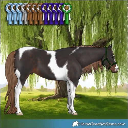 Horse Color:Liver Chestnut Tobiano 