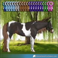 Horse Color:Liver Chestnut Tobiano