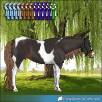 Horse Color:Liver Chestnut Tobiano