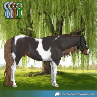 Horse Color:Liver Chestnut Tobiano