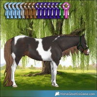 Horse Color:Liver Chestnut Tobiano