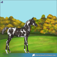 Horse Color:White Spotted Liver Chestnut Varnish 