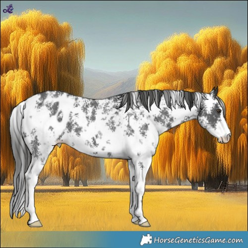Horse Color:Liver Chestnut Sabino Appaloosa 