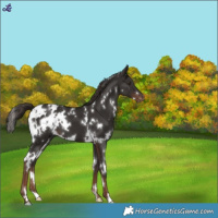 Horse Color:White Spotted Liver Chestnut Appaloosa