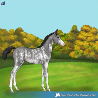 Horse Color:Liver Chestnut Sabino