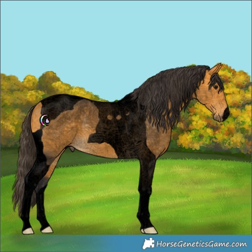 Horse Color:Void Buckskin Tobiano