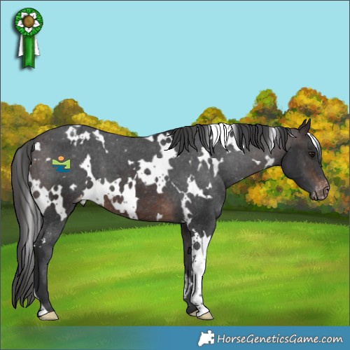 Horse Color:White Spotted Brown Appaloosa 