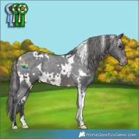 Horse Color:White Spotted Brown Appaloosa 
