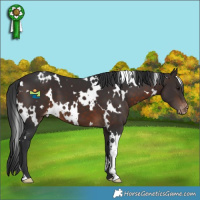 Horse Color:White Spotted Brown Appaloosa 