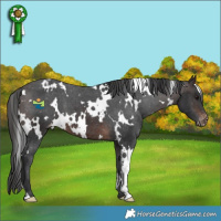 Horse Color:White Spotted Brown Appaloosa 