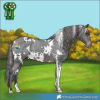 Horse Color:White Spotted Brown Appaloosa 