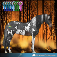 Horse Color:White Spotted Brown Varnish 