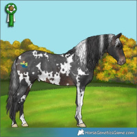 Horse Color:White Spotted Brown Appaloosa 