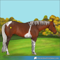 Horse Color:Silver Brown Tobiano Rabicano