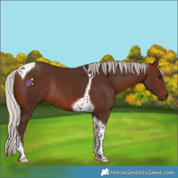 Horse Color:Silver Brown Tobiano Rabicano