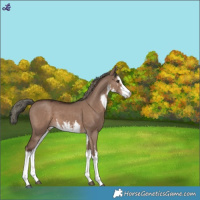 Horse Color:White Spotted Liver Red Dun Mushroom