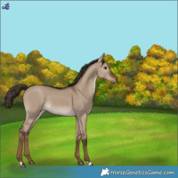 Horse Color:Liver Red Dun 