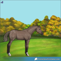 Horse Color:Liver Red Dun Mushroom