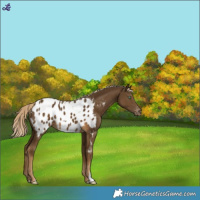 Horse Color:Chocolate Palomino Mushroom Blanket 