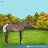 Horse Color:Liver Red Dun Mushroom 