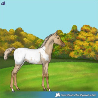 Horse Color:Chocolate Palomino Roan Dun Mushroom Snowcap 