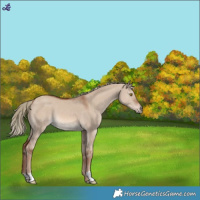 Horse Color:Red Dun Mushroom