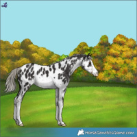 Horse Color:White Spotted Liver Chestnut Mushroom Near Leopard