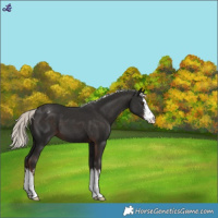 Horse Color:White Spotted Liver Chestnut Mushroom Varnish