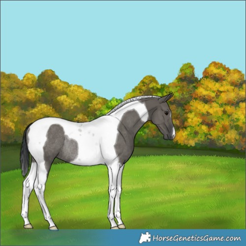 Horse Color:Grullo Tobiano Rabicano 