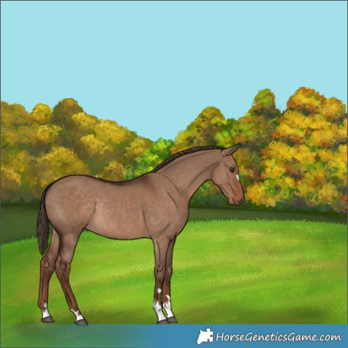 Horse Color:Liver Red Dun Rabicano 