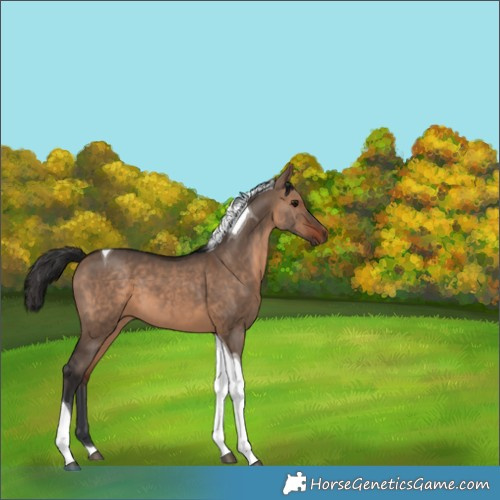 Horse Color:Brown Dun Tobiano 