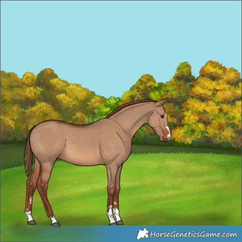 Horse Color:Red Dun 