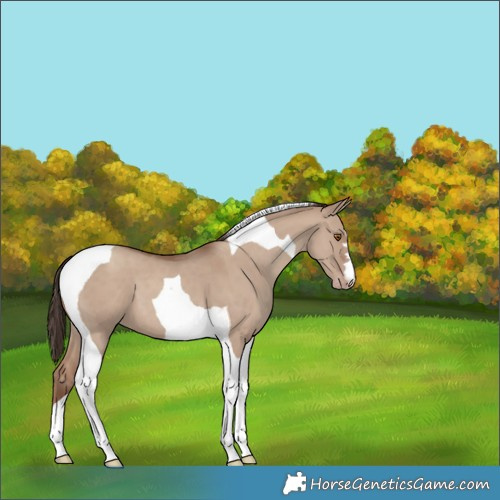 Horse Color:Classic Champagne Dun Tobiano 