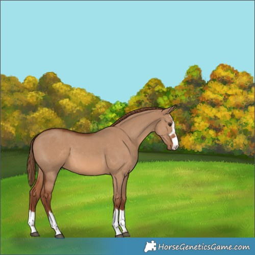 Horse Color:Red Dun 