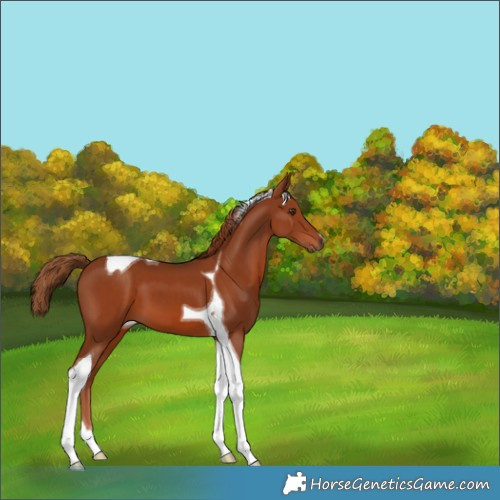 Horse Color:Chestnut Tobiano 
