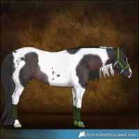 Horse Color:Brown Tobiano Rabicano