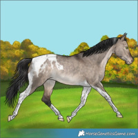 Horse Color:Brown Dun Tobiano Appaloosa Rabicano 