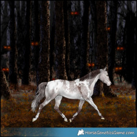 Horse Color:Platinum White Spotted Chocolate Bay Dun Blanket Rabicano