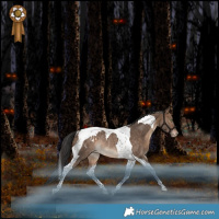 Horse Color:Bay Dun Tobiano Blanket Rabicano 
