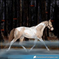 Horse Color:Bay Pearl Dun Tobiano Appaloosa Rabicano