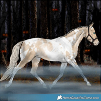 Horse Color:White Spotted Liver Red Dun Snowdrop Pearl Tobiano Rabicano 
