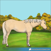 Horse Color:Palomino