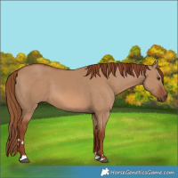 Horse Color:Red Dun