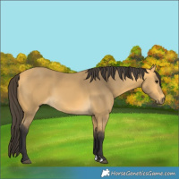 Horse Color:Buckskin
